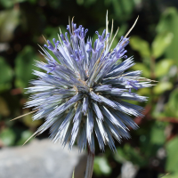 echinops_spinosissimus1bd (Echinops spinosissimus)