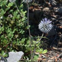 echinops_spinosissimus2bd (Echinops spinosissimus)