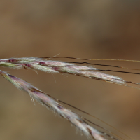 andropogon_distachyos1bd (Andropogon distachyos)