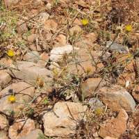 centaurea_idaea2bd (Centaurea idaea)