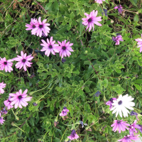 Osteospermum fruticosum (Marguerite africaine)