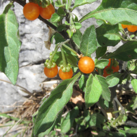 Solanum nigrum var. villosum (Morelle orange)