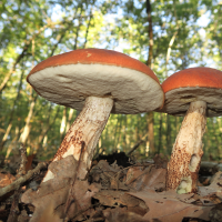 leccinum_quercinum2md