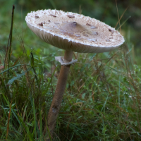 macrolepiota_procera10md