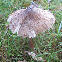 macrolepiota_procera11bd