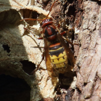 vespa_crabro11bd (Vespa crabro)