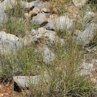 andropogon_distachyum3md (Andropogon distachyos)