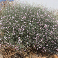 convolvulus_dorycnium4bd (Convolvulus dorycnium)