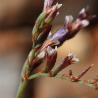 limonium_bellidifolium3md