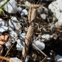 bolivaria_brachyptera1bd (Bolivaria brachyptera)