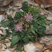 centaurea_raphanina3md (Centaurea raphanina)