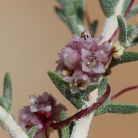 cuscuta_epithymusm_kotschyi2bd (Cuscuta epithymum ssp. kotschyi)