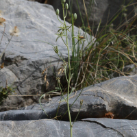 ornithogalum_creticum1bd