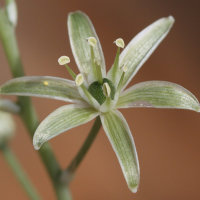 Ornithogalum creticum (Ornithogale de Crète)