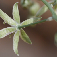 ornithogalum_creticum3bd