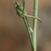 ornithogalum_creticum4bd