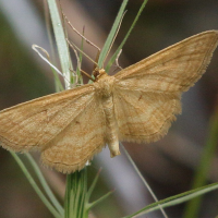 idaea_ochrata3bd