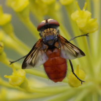 Ectophasia oblonga (Mouche tachinaire, Tachinaire)