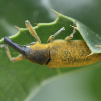 Lixus angustatus (Charançon de la mauve)