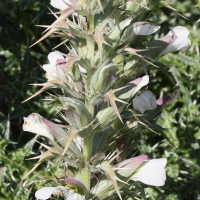 acanthus_spinosus6md