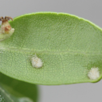 Aceria quercina (Phytope du chêne, Galle du chêne)