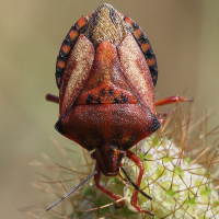 carpocoris_mediterraneus4bd (Carpocoris mediterraneus)