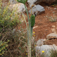 dracunculus_vulgarismd (Dracunculus vulgaris)