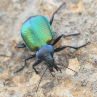 calosoma_sycophanta2md (Calosoma sycophanta)