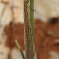 Macronemurus bilineatus (Fourmilion)