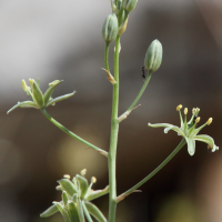 ornithogalum_creticum4md