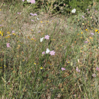 scabiosa_atropurpurea1md