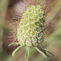 scabiosa_atropurpurea3md