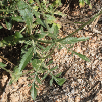 scabiosa_atropurpurea4md