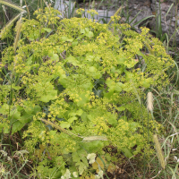 Smyrnium perfoliatum ssp. perfoliatum (Maceron perfolié)