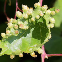 daktulosphaira_vitifoliae_galle3md (Daktulosphaira vitifoliae)