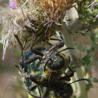 julodis_pubescens_yvenii6bd