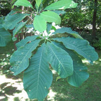 Magnolia officinalis (Magnolia)