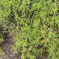 asparagus_aethiopicus5md (Asparagus aethiopicus)