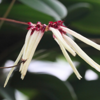 bulbophyllum_makoyanum1md (Bulbophyllum makoyanum)