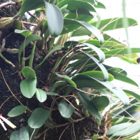 Bulbophyllum makoyanum (Cirrhopetalum de Makoy, Orchidée-marguerite)
