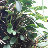 bulbophyllum_makoyanum2md