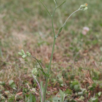 crepis_capillaris5md (Crepis capillaris)