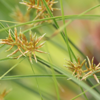 cyperus_papyrus5md (Cyperus papyrus)