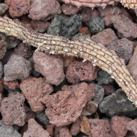 echidnopsis_ciliata2md (Echidnopsis ciliata)