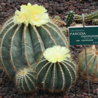 Parodia mammulosa (Cactus)