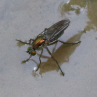 poecilobothrus_nobilitatus4bd