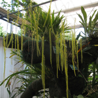 dendrochilum_filiforme1bd (Dendrochilum filiforme)