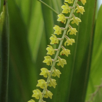 dendrochilum_filiforme2bd (Dendrochilum filiforme)