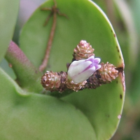 dischidia_platyphylla2bd (Dischidia platyphylla)