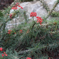 euphorbia_gottlebei1bd (Euphorbia gottlebei)